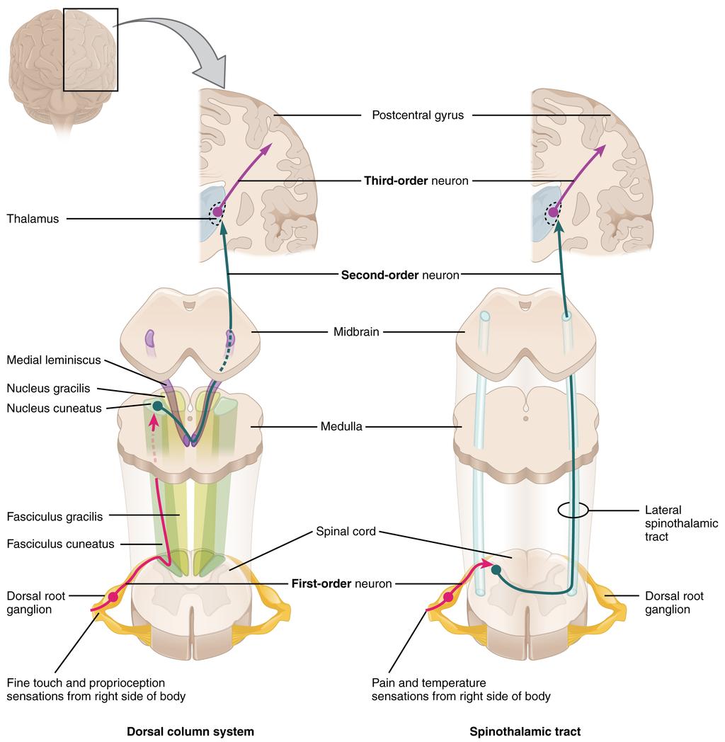 OpenStax-CNX module: m46557 3 Ascending Sensory Pathways of the Spinal Cord The dorsal column system and spinothalamic tract are the major ascending pathways that connect the periphery with the brain.