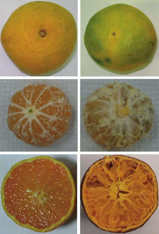 Y. F. Xio nd H. Y. Fdmiro Dmge to stsum by L. zontus () 1 2 (b) b1 b2 (c) c1 c2 Fig. 1 Dmge symptoms on stsum fruits infested by Leptoglossus zontus.