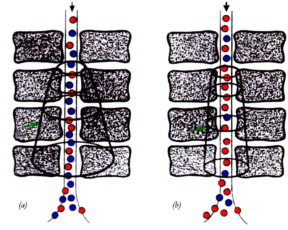 CHAPTER 2. METHODS Fig. 2-6: Schematic description of the phemomena underlying BOLD-contrast.