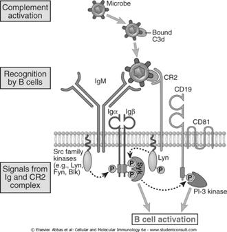 activation is enhanced by signals provided by complement proteins Review: C3 is