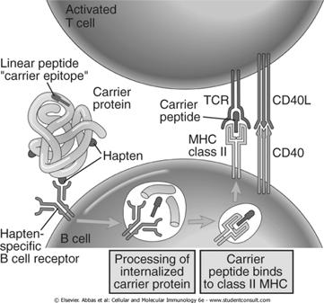 to proteins, the conjugates induce Ab response Hapten-Carrier