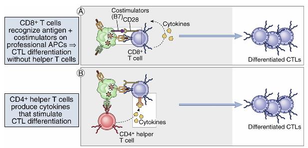 Role of co-stimulation and TH cells in