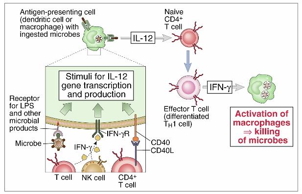 Role of IL-12 and IFN-γ in