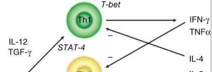 Development of T regulatory (Treg) and T Helper 17