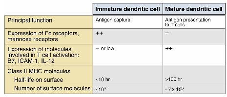 Role of dendritic cells in antigen