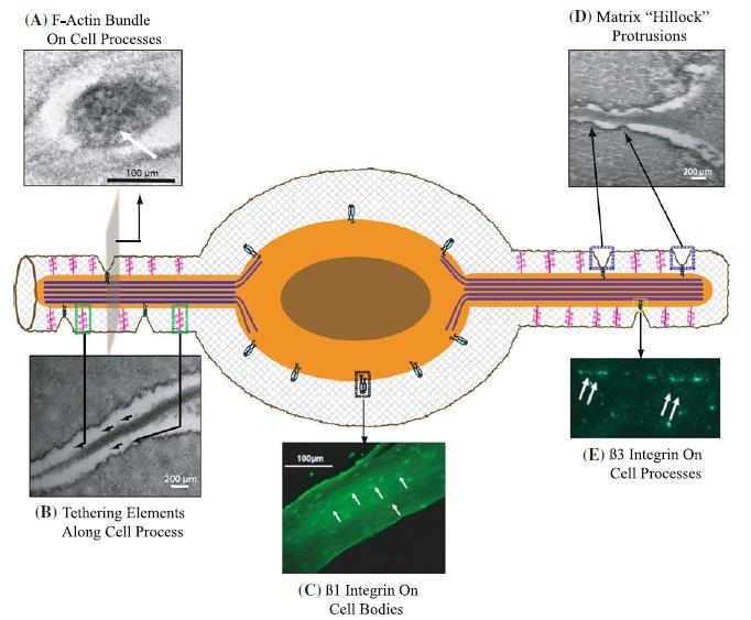 Osteocytes sensing and integrating mechanical and chemical signals