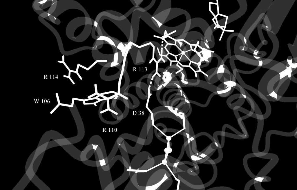 Essential hydrogen bonds for the interaction of Pdx and CotB3 to facilitate binding and electron transport are highlighted in black.