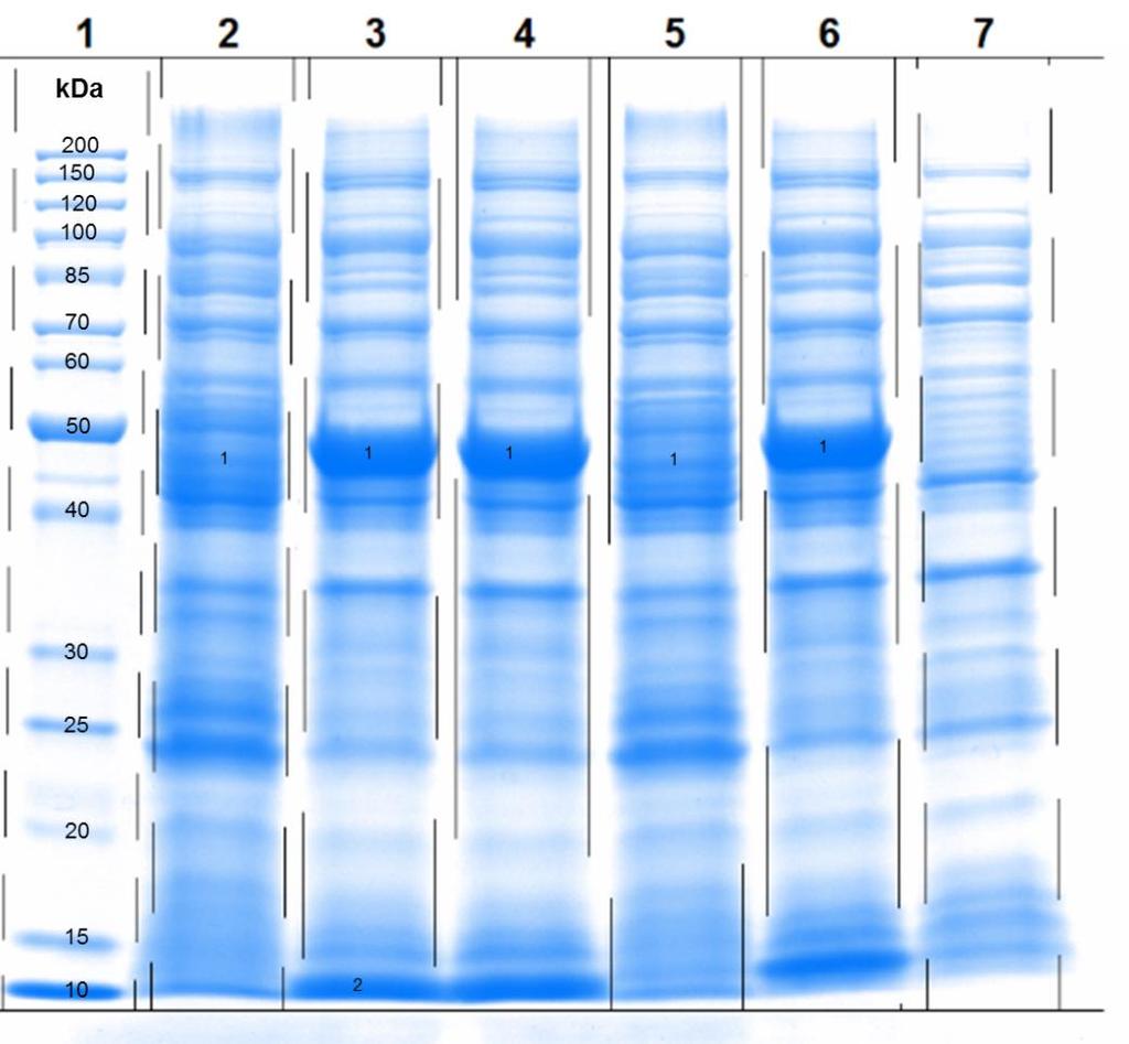 Figure S1c. SDS-Page of the whole cell proteome from the in vivo assay (24 hours). The catalytic efficiency of CotB3 was evaluated using different redox system variants. Table S1.