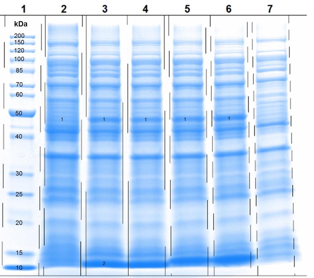 Figure S1d. SDS-Page of the whole cell proteome from the in vivo assay (24 hours). The catalytic efficiency of CotB4 was evaluated using different redox system variants. Table S2.