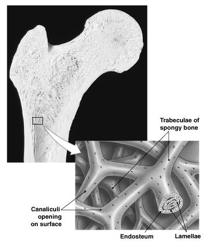 Perforating Canals Perpendicular to the central canal Carry blood vessels into bone and marrow Circumferential Lamellae Lamellae wrapped around the long bone