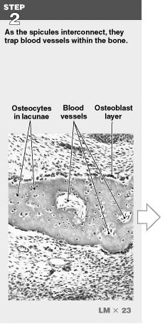Intramembranous Ossification: Step 2 Intramembranous Ossification: Step 2 Blood vessels grow into