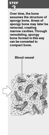 (Step 2) Intramembranous Ossification: Step 3 Intramembranous Ossification: Step 3 Spongy bone