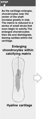 Endochondral Ossification Ossifies bones that originate as hyaline cartilage Most bones originate as hyaline cartilage Growth and ossification of long bones occurs in