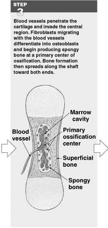 Endochondral Ossification: Step 3 Blood vessels enter the