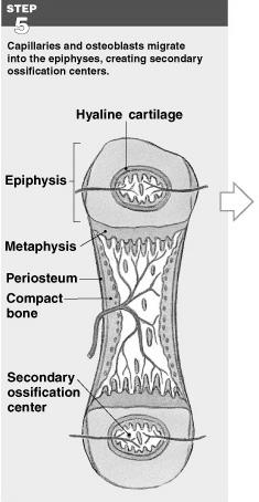 replaces cartilage at the metaphyses Figure 6 9 (Step 3) Figure 6