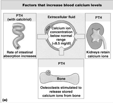 Calcitonin and Parathyroid Hormone Control Bones: where calcium is stored Digestive tract: where calcium