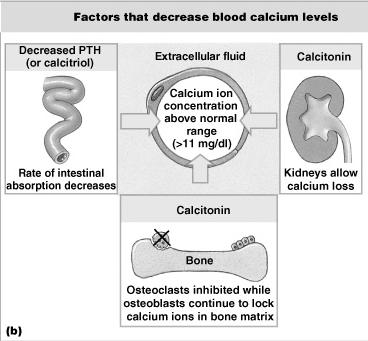 (PTH) Calcitonin Produced by parathyroid glands in neck Increases calcium ion levels by: stimulating