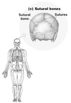 Sutural Bones Sutural Bones Are small, irregular bones Are found between the flat bones of the skull Figure