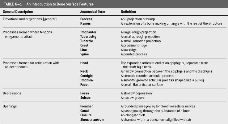 Bone Markings Long Bones The femur Table 6 1 (1 of 2) Figure 6 2a Long