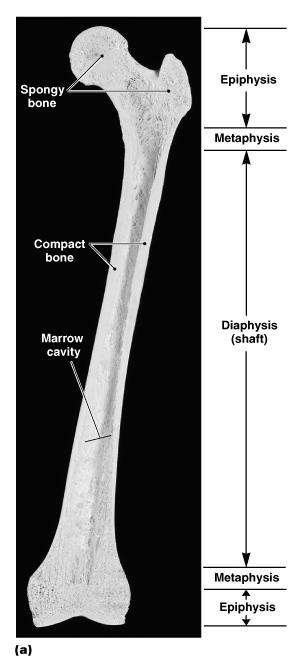 with other bones Metaphysis: where diaphysis and epiphysis meet The