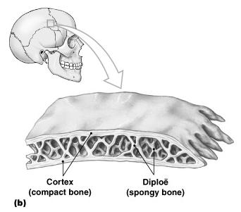 The Epiphysis Mostly spongy (cancellous) bone Covered with compact bone (cortex) Flat Bones The parietal bone of the skull Figure 6