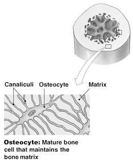 Matrix Minerals 2/3 of bone matrix is calcium phosphate, Ca 3 (PO 4 ) 2 : reacts with calcium hydroxide, Ca(OH) 2 to form crystals of hydroxyapatite, Ca 10 (PO 4 ) 6 (OH) 2 which incorporates other