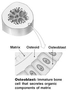 Osteoblasts Immature bone cells that secrete matrix compounds (osteogenesis) Osteoprogenitor Cells Mesenchymal stem cells that divide to produce osteoblasts Figure 6 3 (2 of 4) Figure 6 3 (3