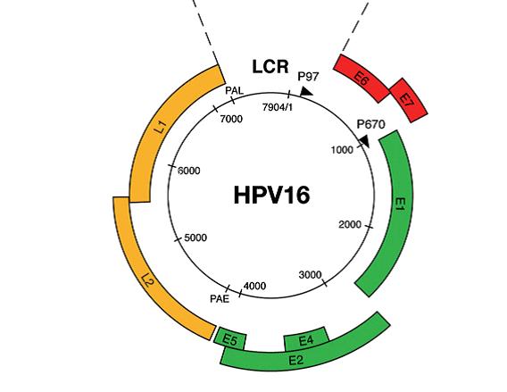 Human Papillomavirus (HPV) Small non-enveloped Double stranded DNA Virus Genome 8000 basepairs 8