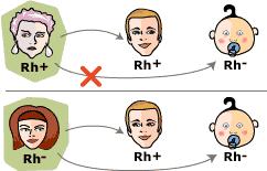 Rh factor blood grouping system Many people also have a so called Rh factor on the red blood cell's surface. This is also an antigen and those who have it are called Rh+.