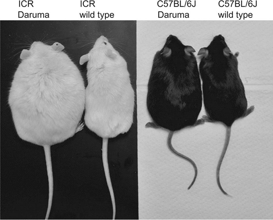 E460 Fig. 8. Left, Daruma (left) and wild-type (right) male mice at 6 mo of age on the ICR genetic background.