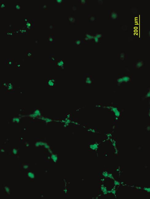 RESULTS Characterization of MSC GATA-4 Retroviral-mediated transduction and expression of GATA- 4/GFP bicistronic construct was confirmed by immunostaining, real-time PCR, and Western blotting.