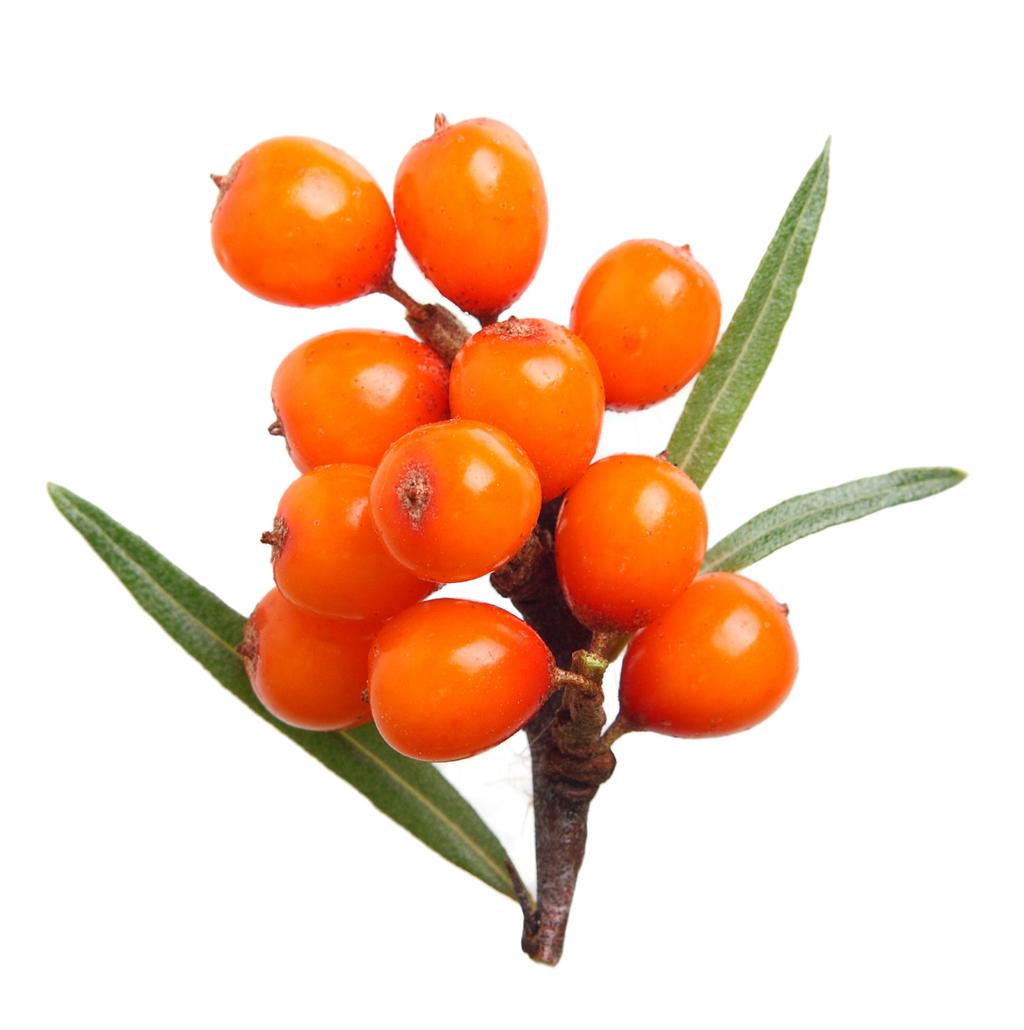 The Scientific Research Summary Seabuckthorn (Hippophae Rhamnoides) Seabuckthorn has been used for centuries in both Europe and Asia for food and pharmaceutical purposes.
