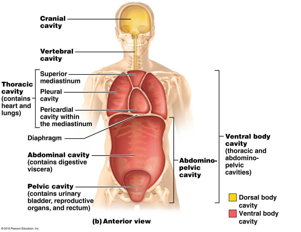 breath. The mediastinum is the cavity in the center of the chest containing the heart, major blood vessels, trachea, etc.