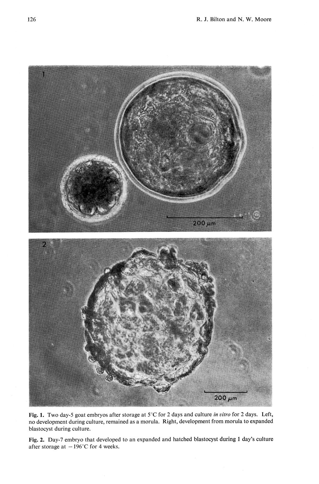 126 R. J. Bilton and N. W. Moore Fig. 1. Two day-5 goat embryos after storage at 5 C for 2 days and culture in vitro for 2 days. Left, no development during culture, remained as a morula.