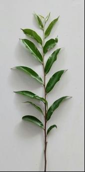 Young leaves Mature leaves Old leaves Methods: Figure 1.