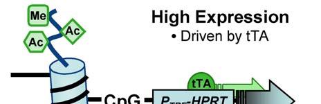 (B) Adding Dox reduces expression levels and acetylation at K14 of histone H3.