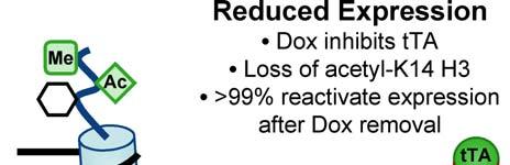 restore expression after Dox removal.