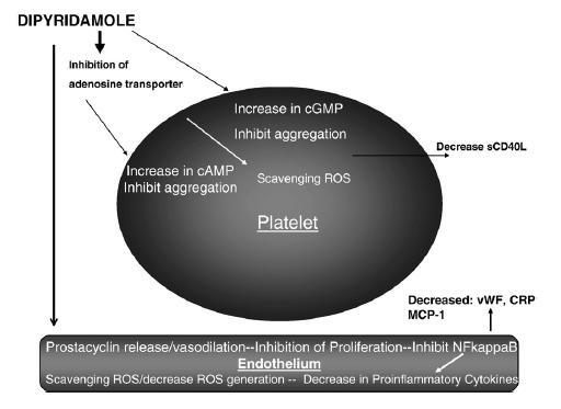 Mechanisms of action of dipyridamole