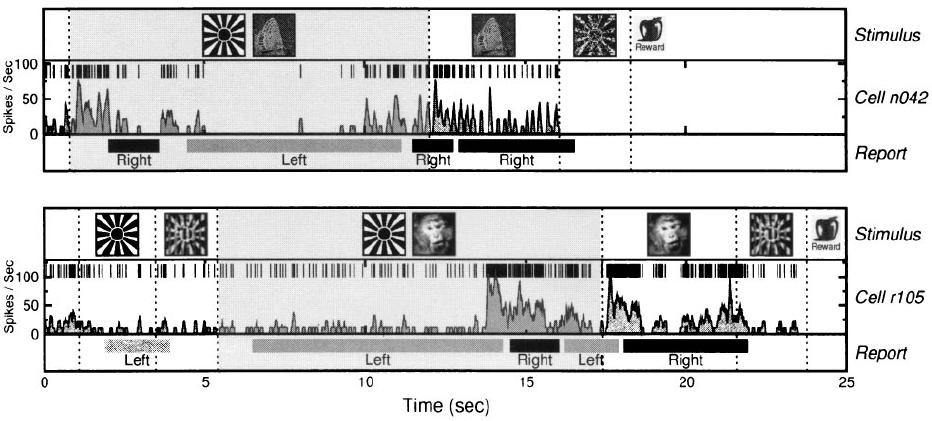 Binocular rivalry: follow the percept Inferior temporal (IT) cortex neurons Sheinberg