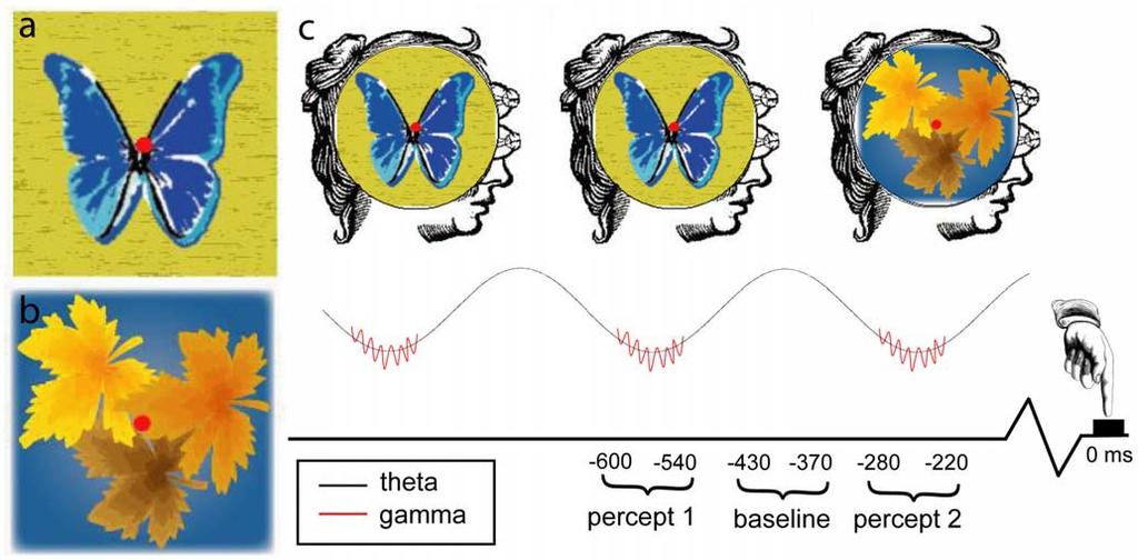 13 Gamma synchrony is organized by theta