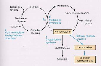 Overview of one carbon metabolism featuring the SAM cycle DNMTs Glutathione GS
