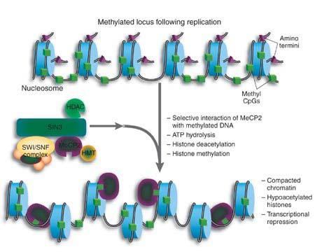 Methylated DNA is associated with a repressive chromatin structure