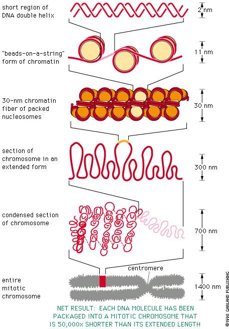 Chromatin Structure and Organization Essential Cell