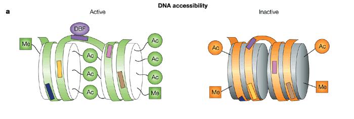 Chromatin Structure Governs DNA Accessibility Plasticity of the epigenetic