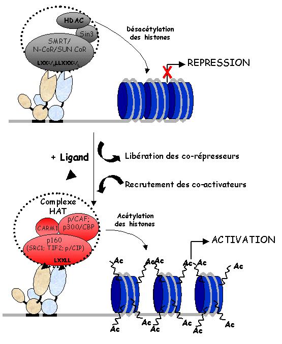 Some transcription factors function through chromatin remodeling De-acetylation of