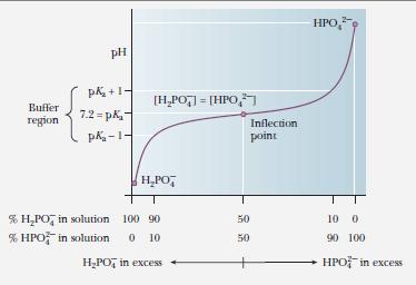 the acid. 2. First neutralization for acid/base is reached at 1 equivalent. (Specifically; neutralization occurs between OH and the proton of H3PO4). 3.