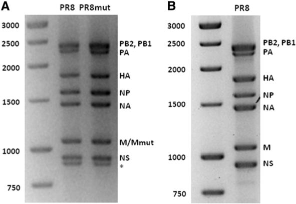 Van den Hoecke et al. BMC Genomics (2015) 16:79 Page 10 of 23 Figure 7 RT-PCR amplification of influenza A virus PR8 and PR8mut genomic RNA.
