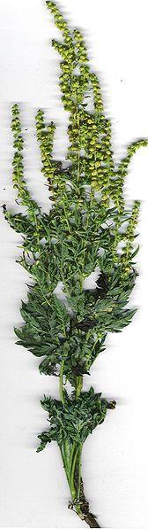 Figure 1: Picture of common ragweed, Ambrosia