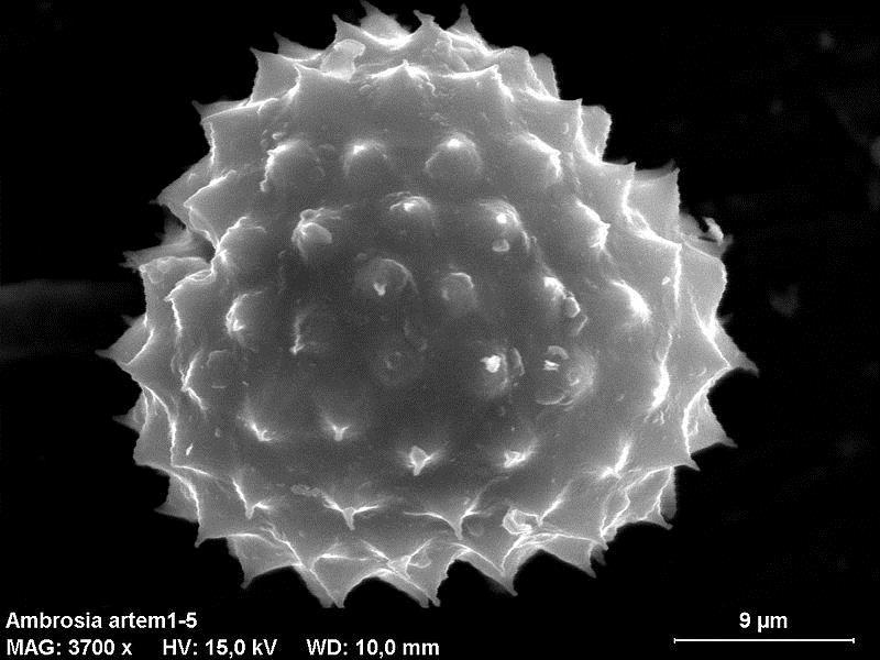 Figure 2: Scanning electron microscope image of common ragweed