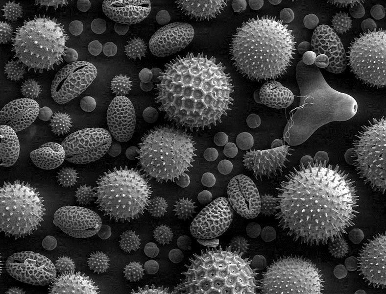 Figure 3: Scanning electron microscope image of pollen grains from a variety of plants: sunflower (Helianthus annuus), morning glory (Ipomoea purpurea), prairie hollyhock